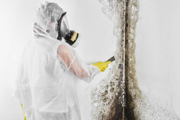 Best Mold Remediation  in Dover, DE