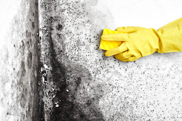 Best Toxic Mold Removal  in Dover, DE