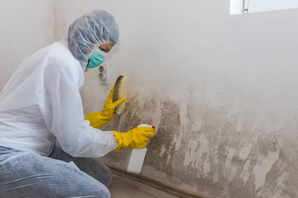 Best Attic Mold Removal  in Dover, DE