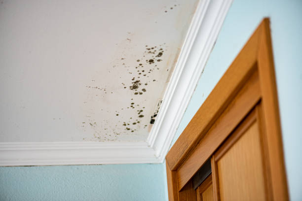 Best Affordable Mold Removal  in Dover, DE