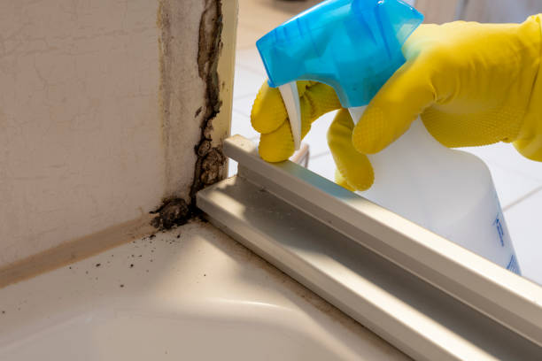 Best Toxic Mold Removal  in Dover, DE