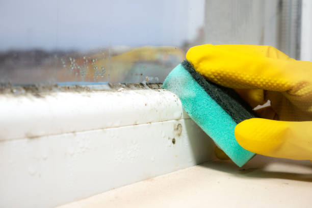 Best Black Mold Removal  in Dover, DE
