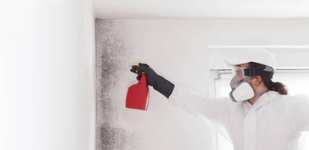 Best Professional Mold Removal  in Dover, DE