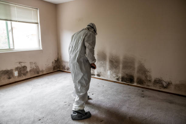 Best Certified Mold Removal  in Dover, DE