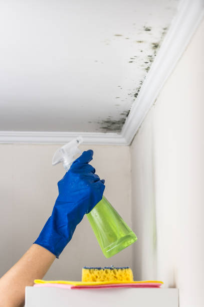 Best Black Mold Removal  in Dover, DE